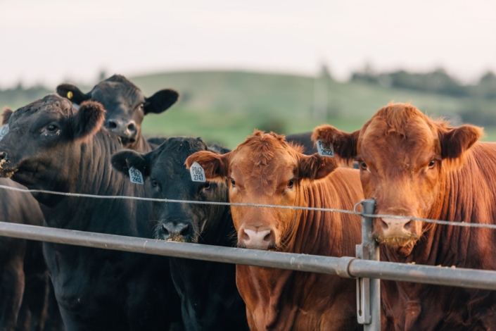 Adams Land & Cattle – Cows 03